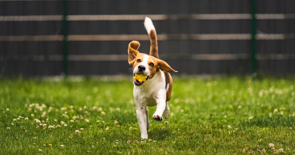 Basic Fence Indianapolis Pet Safety New Fence